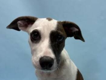 Shiela -  Australian Kelpie and Mixed Breed Dog for Adoption in Golden Valley, Minnesota - Shiela | PetCurious