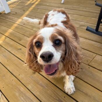 Dolly -  Cavalier King Charles Spaniel Dog for Adoption in Queenstown, Maryland - Dolly | PetCurious