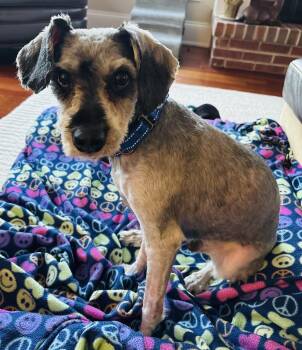 Schnauzer Dogs Available for Adoption - Bailey | PetCurious