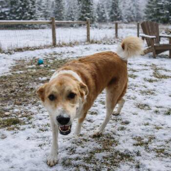 Great Pyrenees and Mixed Breed Dogs Available for Adoption in Plain City, Ohio - Lucy | PetCurious