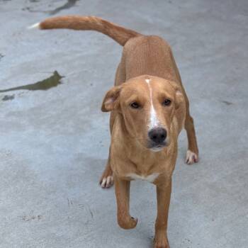 Rescue Yellow Labrador Retriever Dogs for Adoption in Parrish, Alabama - Ari | PetCurious