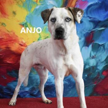 Anjo -  Catahoula Leopard Dog and Mixed Breed Dog for Adoption in Yuma, Arizona - Anjo | PetCurious