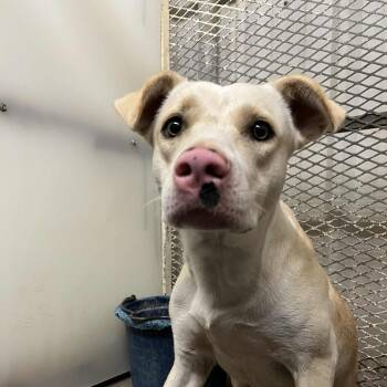 Rescue Labrador Retriever and Mixed Breed Dogs for Adoption in Stephenville, Texas - Annabelle | PetCurious