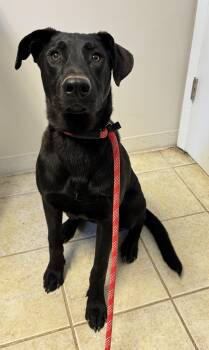 Rescue Mixed Breed Dogs for Adoption in Kearneysville, West Virginia - Dom | PetCurious