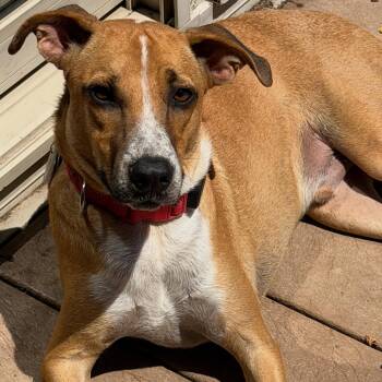 Bruno -  Labrador Retriever and American Foxhound Dog for Adoption in Columbia, Maryland - Bruno | PetCurious