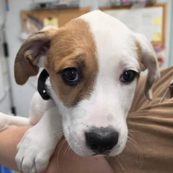 Sam -  Australian Shepherd and Mixed Breed Dog for Adoption in Spokane, Washington - Sam | PetCurious