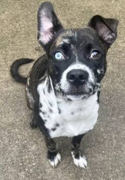Ronin -  Border Collie and Pit Bull Terrier Dog for Adoption in Chicago, Illinois - Ronin | PetCurious