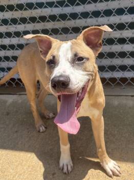 261140  Dobby -  Pit Bull Terrier Dog for Adoption in Wetumpka, Alabama - 261140  Dobby | PetCurious