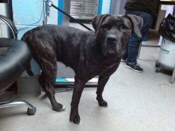 Presa Canario Dogs Available for Adoption - STORM | PetCurious