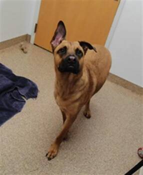 ROSCOE -  German Shepherd Dog and Mixed Breed Dog for Adoption in Albuquerque, New Mexico - ROSCOE | PetCurious