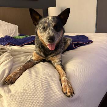 Rescue Australian Cattle Dog Blue Heeler Dogs for Adoption in South Hempstead, New York - Luda | PetCurious