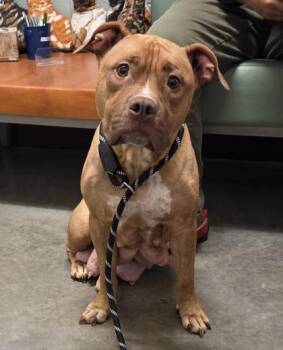 Mazie -  Mixed Breed Dog for Adoption in Fallston, Maryland - Mazie | PetCurious