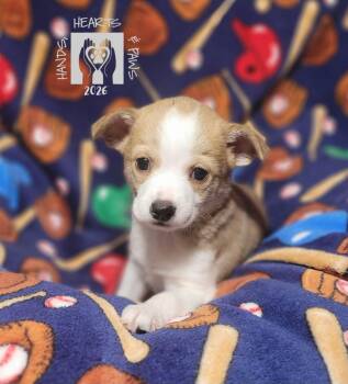 Dunks -  Chihuahua Dog for Adoption in Omaha, Nebraska - Dunks | PetCurious