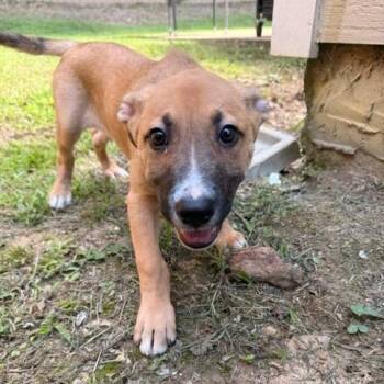 Naomi -  Mixed Breed Dog for Adoption in Auburn, Alabama - Naomi | PetCurious