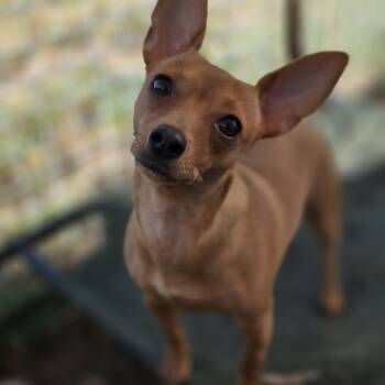 Sophie -  Chihuahua Dog for Adoption in Justin, Texas - Sophie | PetCurious