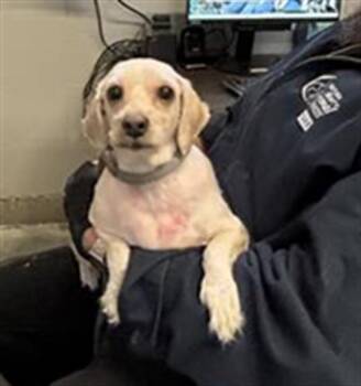 Shih Tzu Dogs Available for Adoption - CHAI | PetCurious