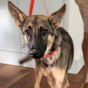 Bella -  German Shepherd Dog Dog for Adoption in Brentwood, Tennessee - Bella | PetCurious