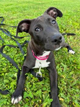 Laney -  American Staffordshire Terrier Dog for Adoption in Highland, New York - Laney | PetCurious