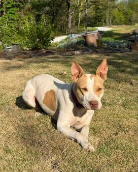 Pit Bull Terrier Dogs Available for Adoption in Little Rock, Arkansas - Judy | PetCurious