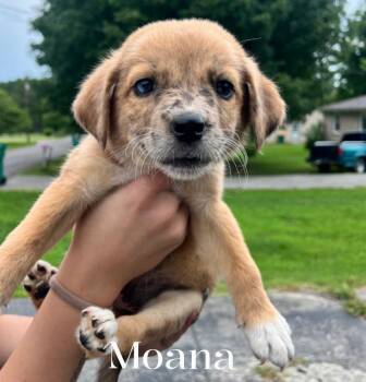 Moana -  Mixed Breed Dog for Adoption in Spring Hill, Tennessee - Moana | PetCurious