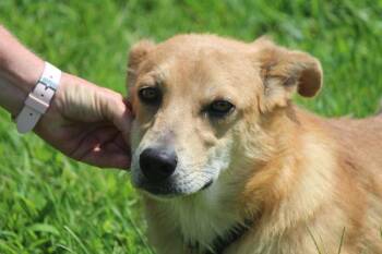 Roxanne -  Mixed Breed Dog for Adoption in Cleveland, Tennessee - Roxanne | PetCurious