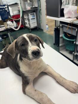 Rescue Mixed Breed Dogs for Adoption in Lake City, Arkansas - Jughead | PetCurious