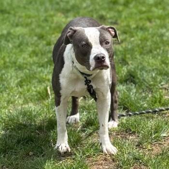 Pit Bull Terrier and Mixed Breed Dogs Available for Adoption - TRUE | PetCurious
