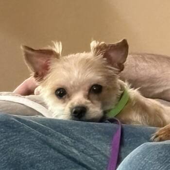 Kirthi -  Yorkshire Terrier Dog for Adoption in Wake Forest, North Carolina - Kirthi | PetCurious