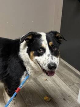 RALPH -  Border Collie and Mixed Breed Dog for Adoption in Redlands, California - RALPH | PetCurious