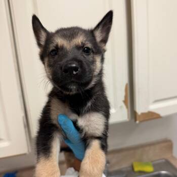 Dru -  Shepherd Dog for Adoption in Edinburg, Texas - Dru | PetCurious
