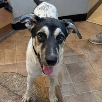Aries -  Mixed Breed Dog for Adoption in Boaz, Alabama - Aries | PetCurious