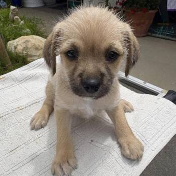 Snickers -  Terrier and Miniature Dachshund Dog Available for Adoption in San Diego, California - Snickers | PetCurious