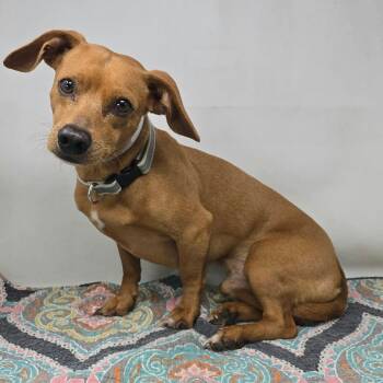 FOSTER NEEDED - Kangaroo -  Chihuahua and Dachshund Dog for Adoption - FOSTER NEEDED - Kangaroo | PetCurious