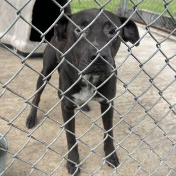 Ghost -  Mixed Breed Dog for Adoption in Lyons, Georgia - Ghost | PetCurious