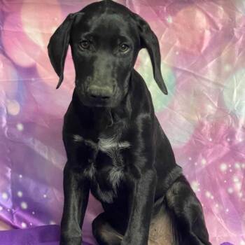 Tuck -  Black Labrador Retriever and Mixed Breed Dog for Adoption in Fort Collins, Colorado - Tuck | PetCurious