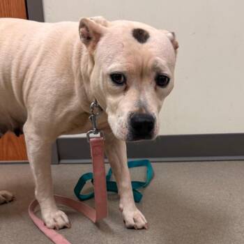 Pit Bull Terrier Dogs Available for Adoption - Diamond | PetCurious