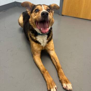 Toby -  Australian Cattle Dog Blue Heeler and Mixed Breed Dog for Adoption in Roanoke, Virginia - Toby | PetCurious