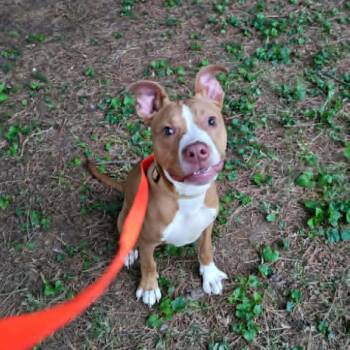 Appa -  Pit Bull Terrier Dog Available for Adoption in Vine Grove, Kentucky - Appa | PetCurious