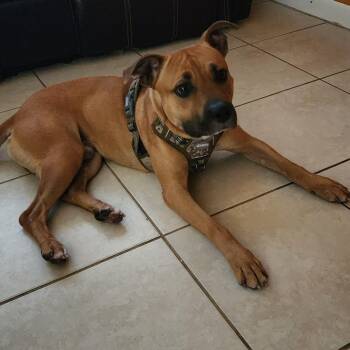 Shadow -  Mixed Breed Dog for Adoption in West Palm Beach, Florida - Shadow | PetCurious
