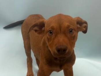 Catapult -  Labrador Retriever and Mixed Breed Dog for Adoption in Woodbury, Minnesota - Catapult | PetCurious