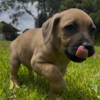 Brewery Litter: Kona -  Mixed Breed Dog for Adoption in Keaau, Hawaii - Brewery Litter: Kona | PetCurious