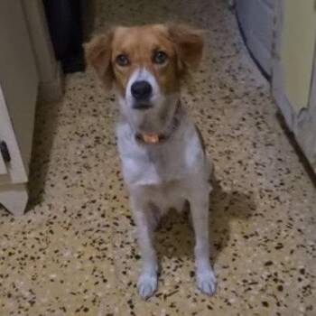 Blondy -  Labrador Retriever and Collie Dog for Adoption in Washington, District Of Columbia - Blondy | PetCurious