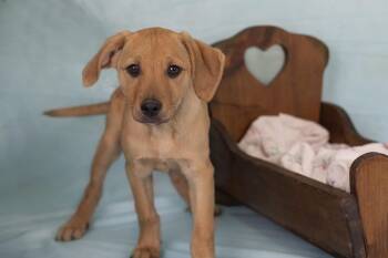 Coonhound and Shepherd Dogs Available for Adoption in Whitestown, Indiana - Lilly | PetCurious