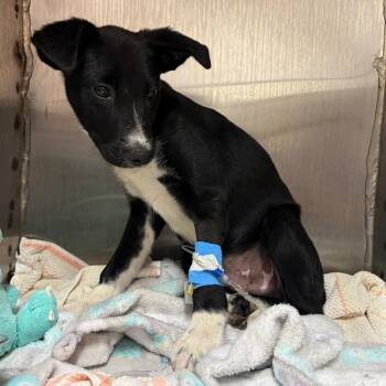 Shakespeare -  Labrador Retriever and Border Collie Dog for Adoption in Austin, Texas - Shakespeare | PetCurious