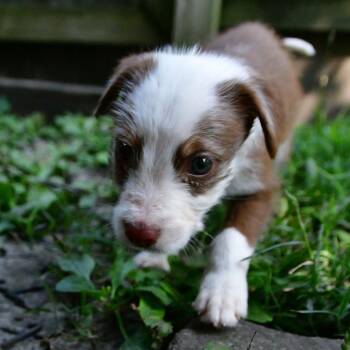 Al -  Miniature Poodle and Australian Shepherd Dog for Adoption in Normal, Illinois - Al | PetCurious