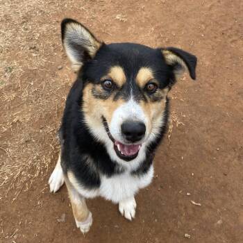 Australian Shepherd and Shepherd Dogs Available for Adoption - Link | PetCurious