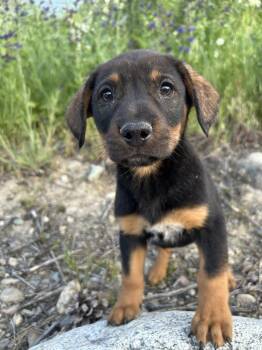 Apple Fritter -  Shepherd Dog for Adoption in Spokane, Washington - Apple Fritter | PetCurious
