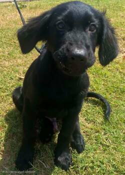 Gary -  Golden Retriever and Labrador Retriever Dog for Adoption in Alexander, Arkansas - Gary | PetCurious