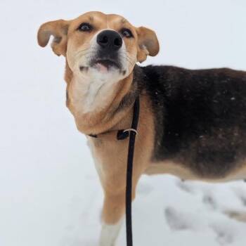 Mixed Breed Dogs Available for Adoption - Countess Marie | PetCurious