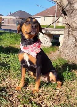 Rescue Beagle Dogs for Adoption in Mcallen, Texas - Taylor | PetCurious